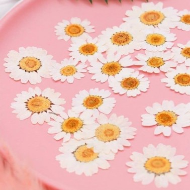 18pcs Fleurs Marguerites blanches Naturelles Séchées Pressées