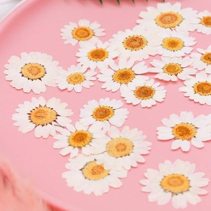 18pcs Fleurs Marguerites blanches Naturelles Séchées Pressées 18pcs Fleurs Marguerites blanches Naturelles Séchées Pressées