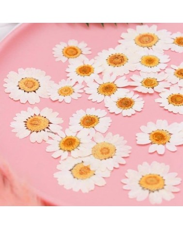 18pcs Fleurs Marguerites blanches Naturelles Séchées Pressées