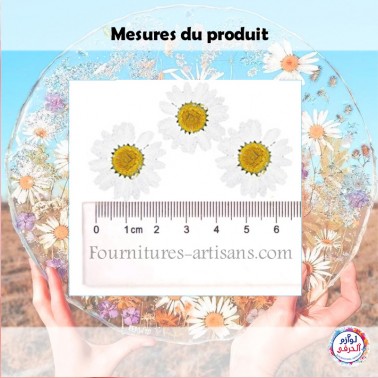 18pcs Fleurs Marguerites blanches Naturelles Séchées Pressées 18pcs Fleurs Marguerites blanches Naturelles Séchées Pressées