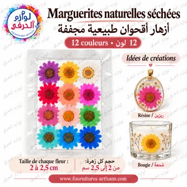 Lot 12 pièces fleurs séchées pressée marguerite
