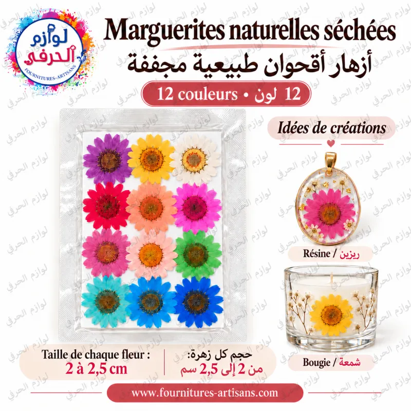 Lot 12 pièces fleurs séchées pressée marguerite