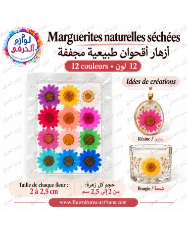 Lot 12 pièces fleurs séchées pressée marguerite